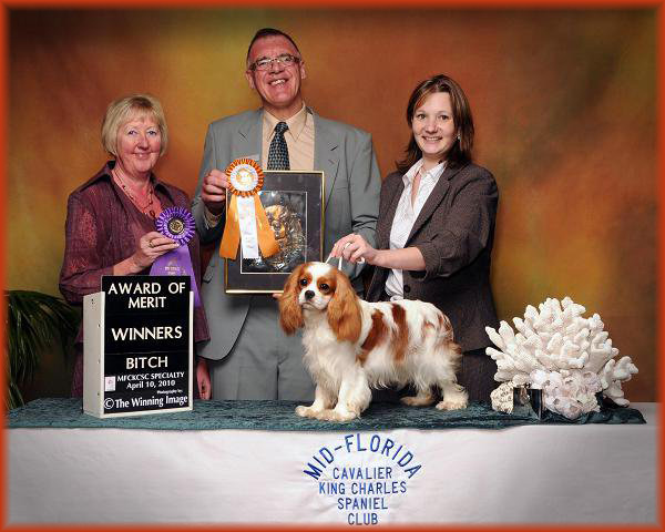 Sheeba Out N About winning Winners Bitch & Award of Merit Mid Florida Specialty Club